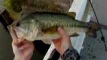 Bass Fishing Frogs n Rats No Legs or Tails