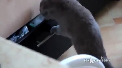 Кот понял что попался ! смотреть всем