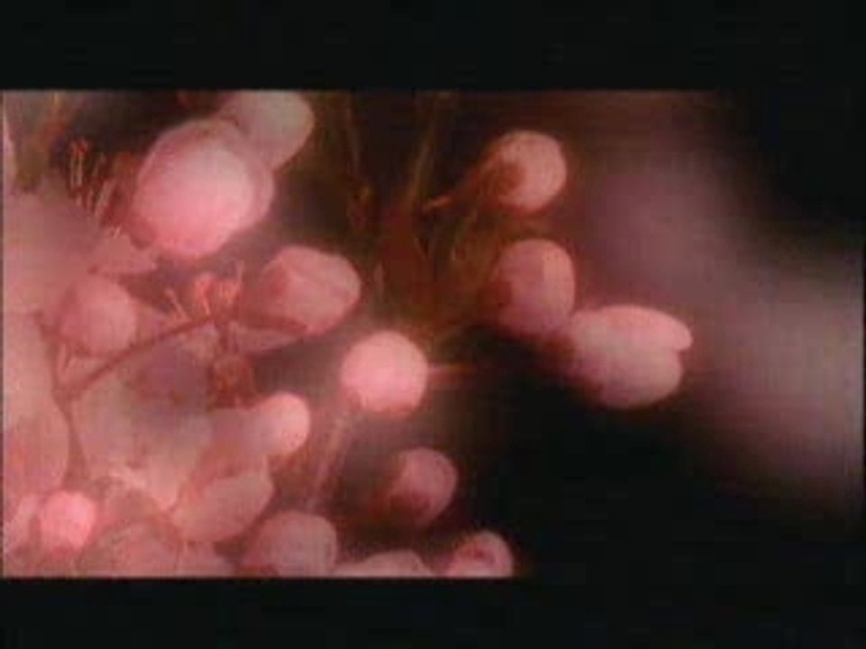 Céline Dion - Je Lui Dirai