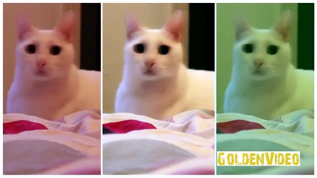 Самые смешные COUB приколы про кошек и котят [#2]