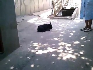 Собака танцует на Каzантипе Супер приколы про животных Февраль  2014