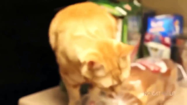 Приколы с кошками подборка №29 - Приколы с животными