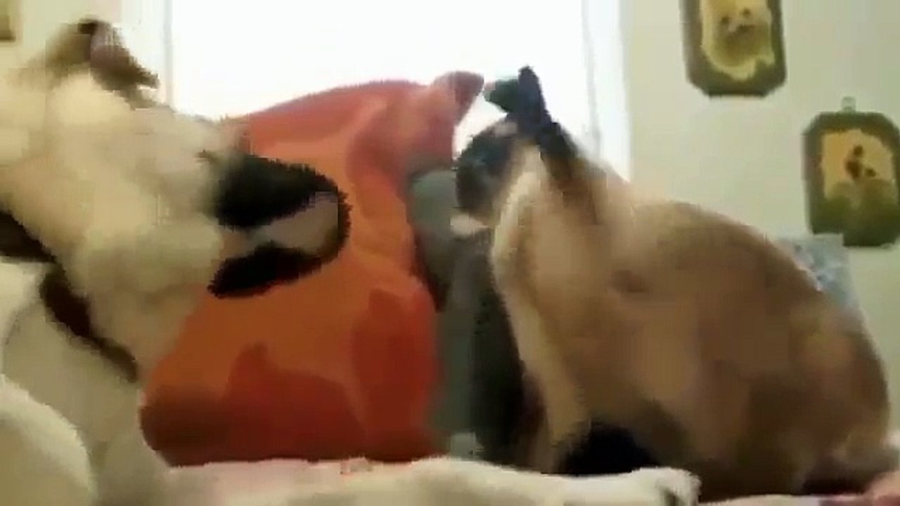 Кошки боксеры