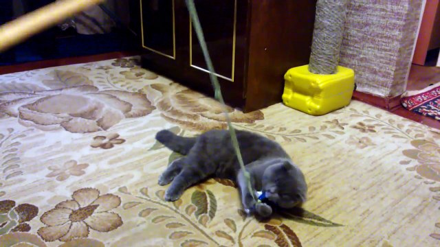 Приколы про животных. Как кота лень одолела. Fun with animals.