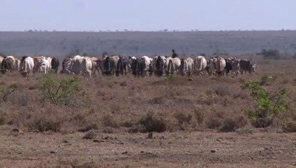 Entre pillage et braconnage, la guerre des pâturages au Kenya