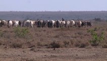 Entre pillage et braconnage, la guerre des pâturages au Kenya