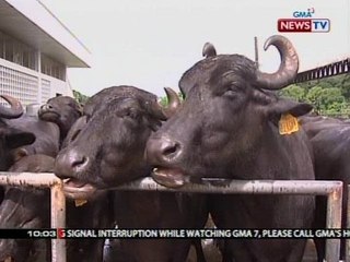SONA: Gatas ng kalabaw, bagong pinagkakakitaan ng mga taga Nueva Ecija