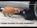 Семейная разборка кота и кошки