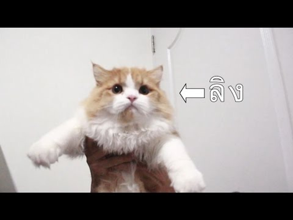 Theycallmemeaow : PPAP ไอ-แฮฟ-อะ-ลิง!!!