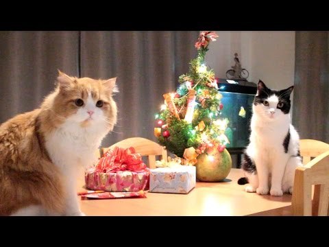 Theycallmemeaow | สวัสดีปีใหม่ 2560