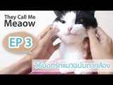 Theycallmemeaow - วิธีบอกรักแมวฉบับตากล้อง