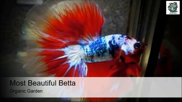 Most Beautiful Betta Fish for Aquarium Tank
