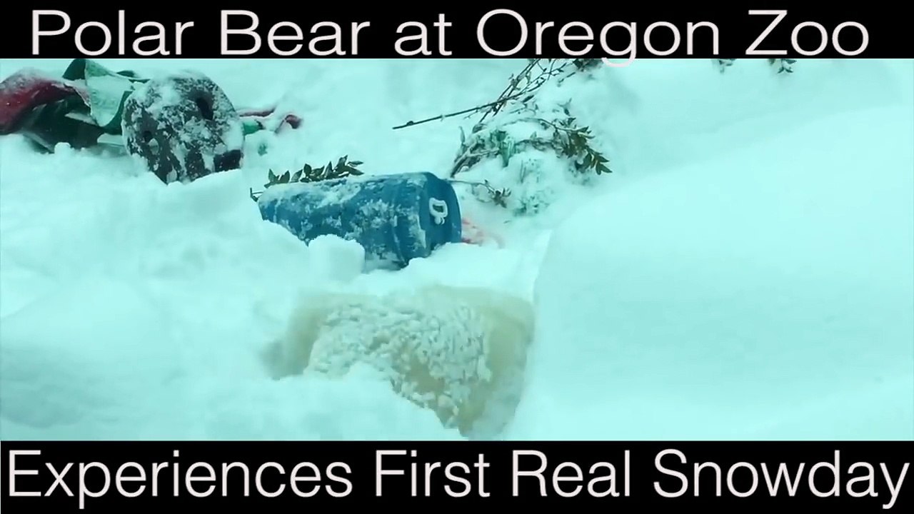 Polar Bear in Zoo Has First Snowday