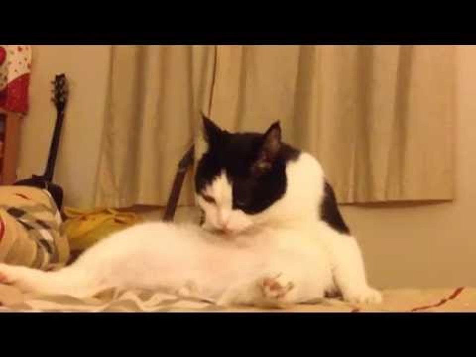 Theycallmemeaow - Dramatic