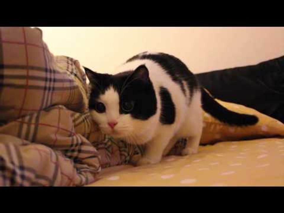 Theycallmemeaow - ยำไยดุ๊กดิ๊ก รีมิกซ์สเปเชี่ยล 2 wiggle wiggle!