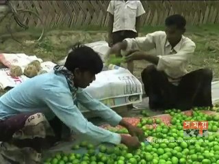 মেহেরপুরে বাউকুলের বাম্পার ফলন