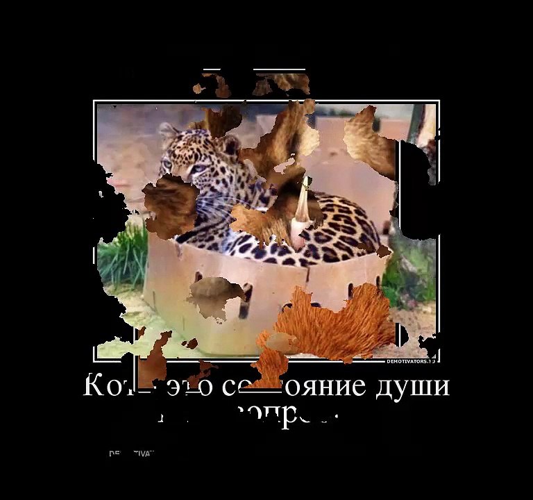ДЕМОТИВАТОРЫ ПРО КОТОВ