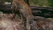 Giant Python kills Leopard Cub when Mom Leopard hunting Deer   Poor Leopard Cub