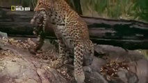 Giant Python kills Leopard Cub when Mom Leopard hunting Deer   Poor Leopard Cub