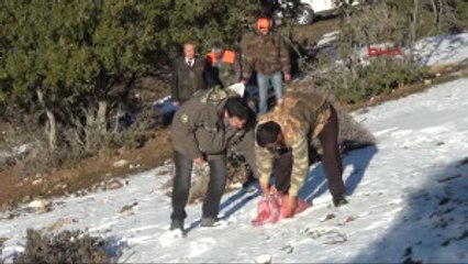 Kilis'te Ormanlık Alana Hayvanlar Için Yiyecek