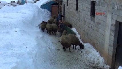 Bitlis'te Köylülerin Zorlu Hayvan Bakımı