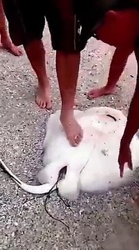 Ils découvrent une raie échouée sur le point d'accoucher et l'aide à mettre au monde ses petits