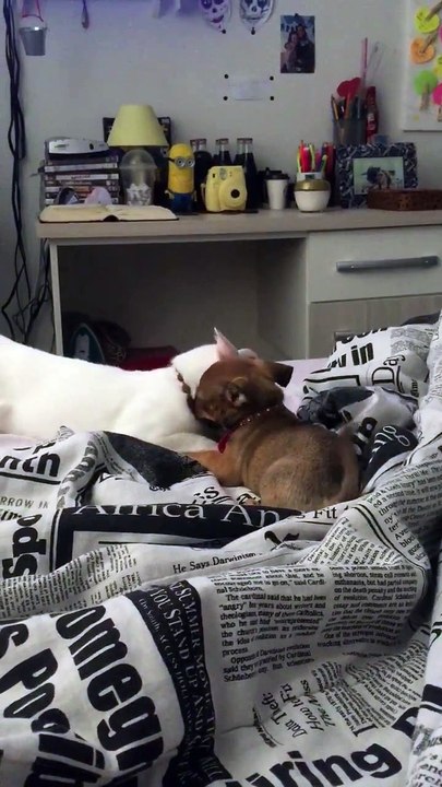 Ce chiot et ce chat se font la misère.. Adorable!