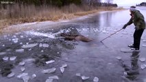 Il vient sauver un élan piégé dans la glace sur un lac gelé