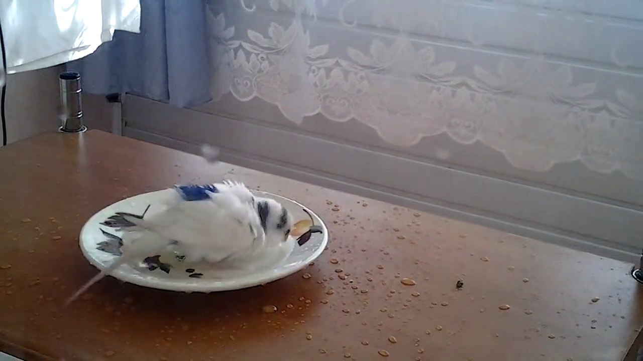 попугай моется в блюдце