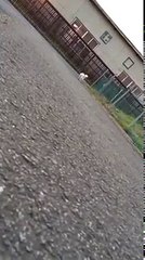 Как собаки реагируют на падение хозяина