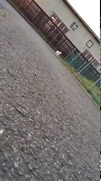 Как собаки реагируют на падение хозяина