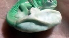 Vivez en direct la fascinante naissance d'un bébé Caméléon