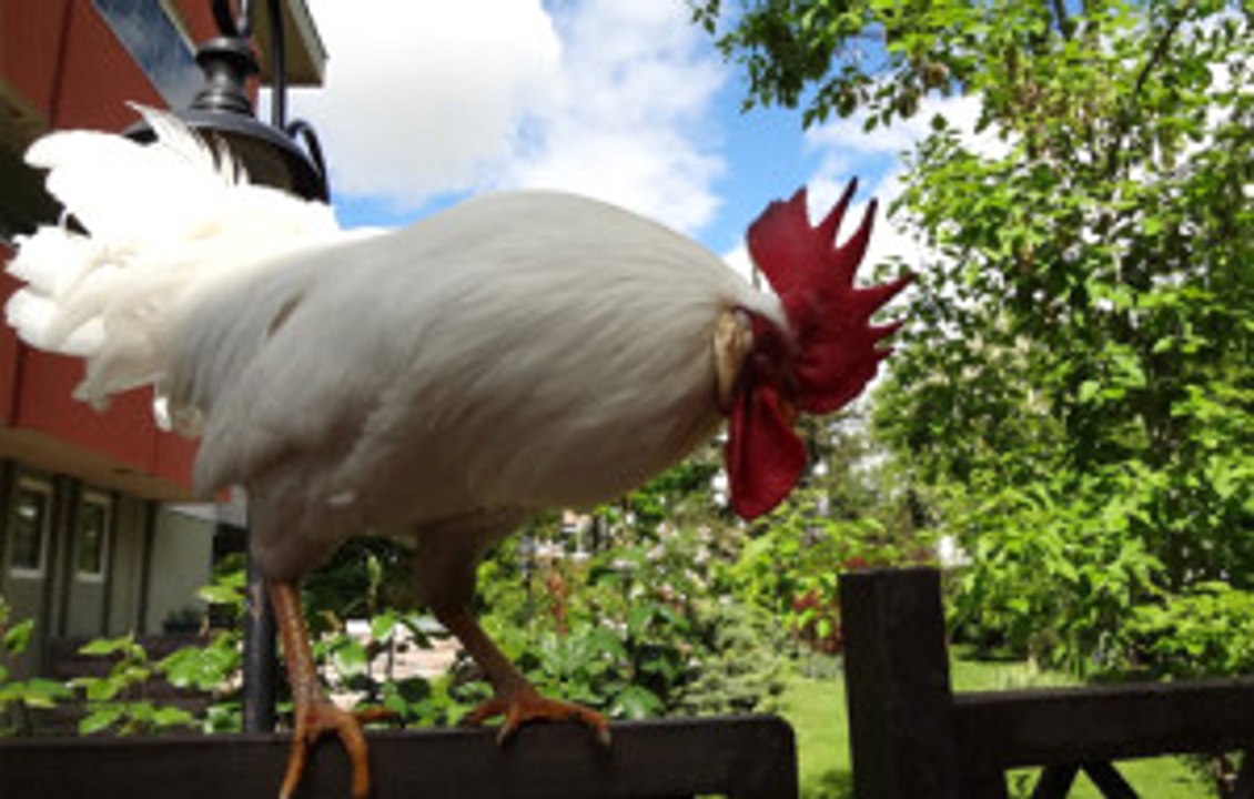 Öterken "Kahkaha Atan" Horoz Gören Herkesi Güldürüyor