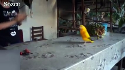 Horon çeken papağan izleyenleri güldürdü
