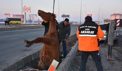 Düştüğü kuyuda mahsur kalan at böyle kurtarıldı