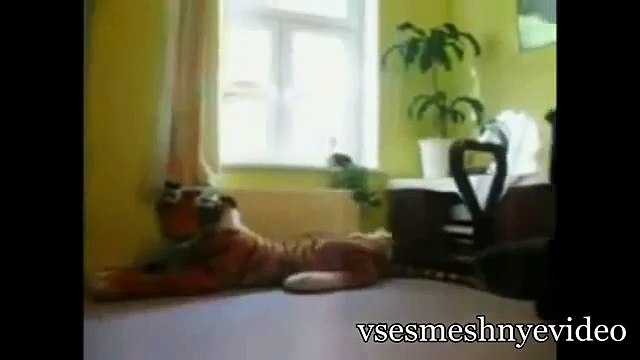 Смешные Кошки Подборка Приколов С Кошками часть 1