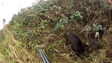 Un traqueur tombé a terre chargée par une laie bléssée.