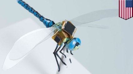 Cyborg dragonflies can behave as surveillance drones
