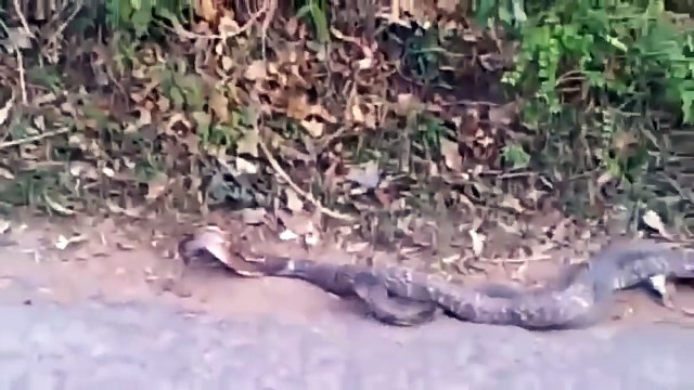 Snake Matting amazing seen - Real Snake Dance At Forest - Snake Dance - Yo…