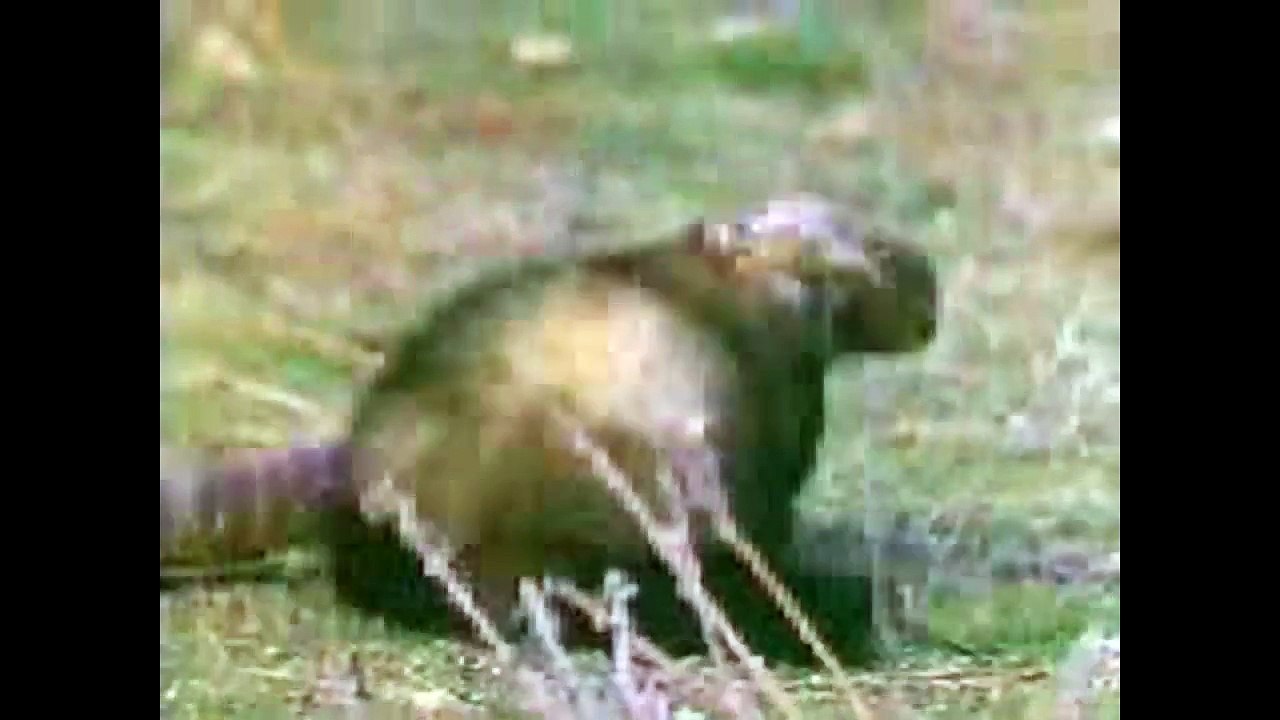 Shocking Moments ! Mongoose vs King Cobra Animals Real Fight Compilation