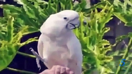 Eagle's attack on human