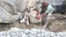 Un jeune dromadaire coincé par un rocher