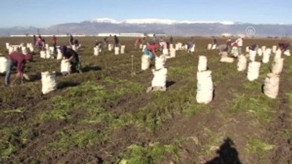 Havucun Çamurlu Tarlalardan Sofralara Yolculuğu