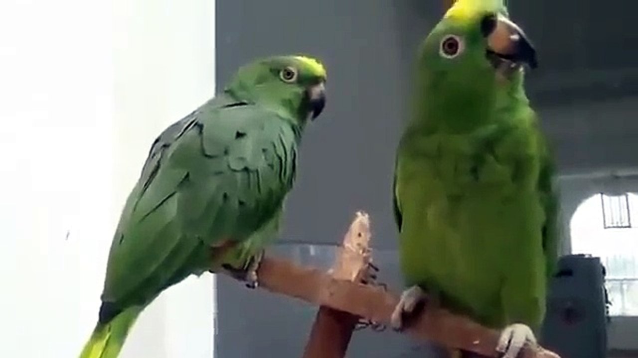 Дуэт пьяных попугаев