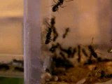 Ma colo de Lasius Niger