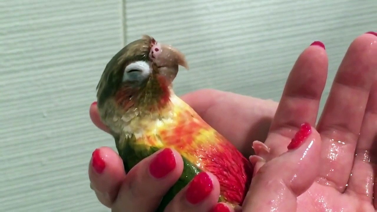 Ce perroquet adore prendre son bain !