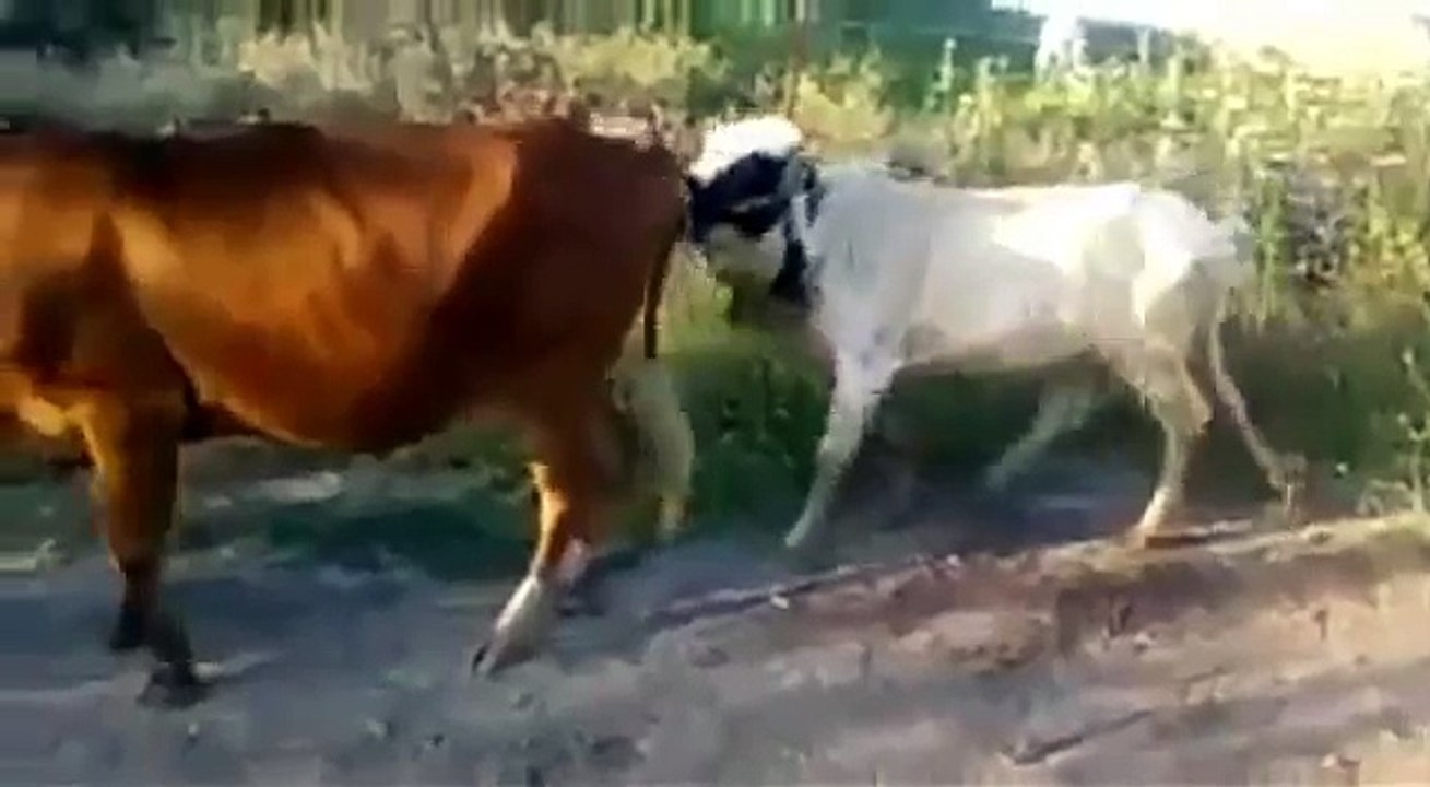 Ржачка