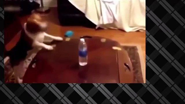 Приколы С Животными Подборка Смех До Слез!