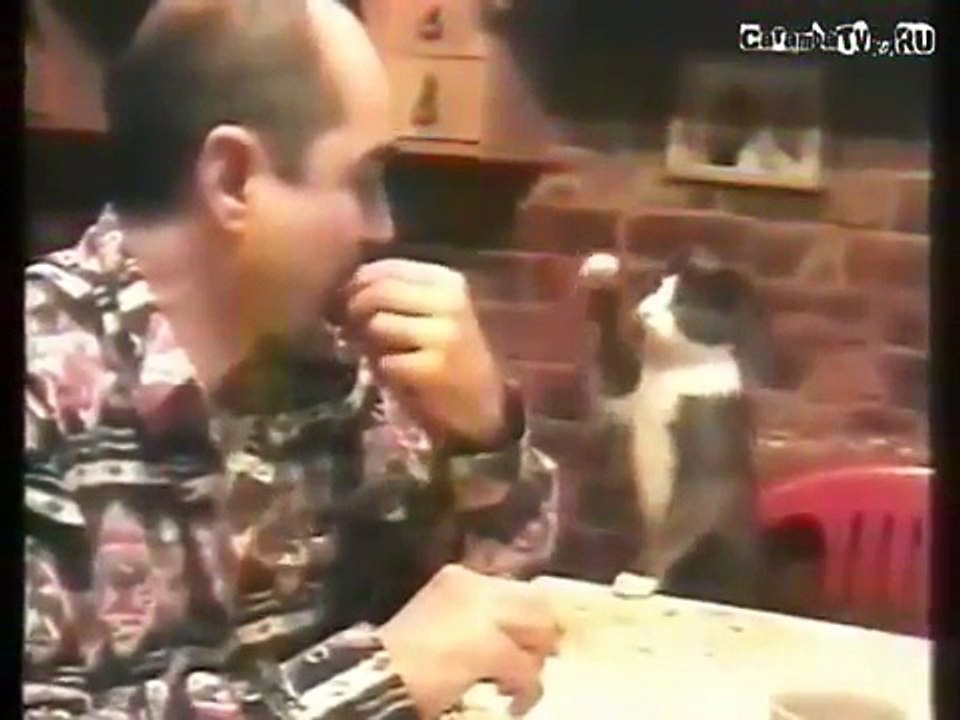 Дай пожрать!