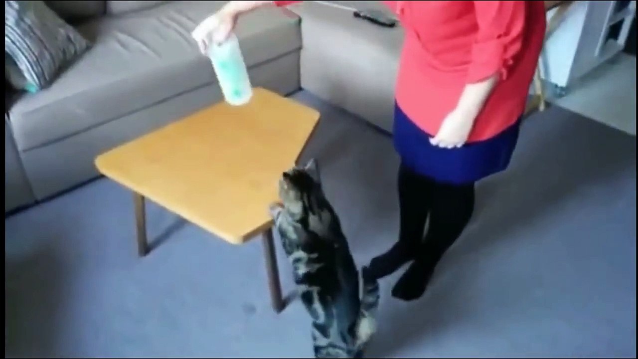 Прикольный Кот и Баллончик Влаги